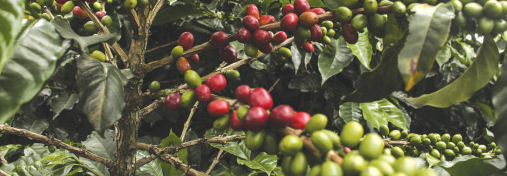 Los grandes cafeteros cuentan con dispositivos que identifican el porcentaje de humedad del café luego de 4 horas de secado del grano, pero su precio, entre mil a tres mil dólares, hace que sea imposible para los campesinos promedio.