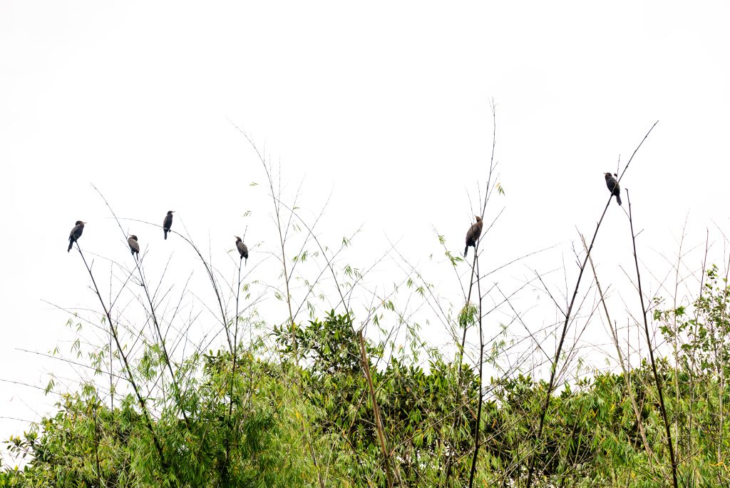 Cormoran (Nannopterum brasilianum)