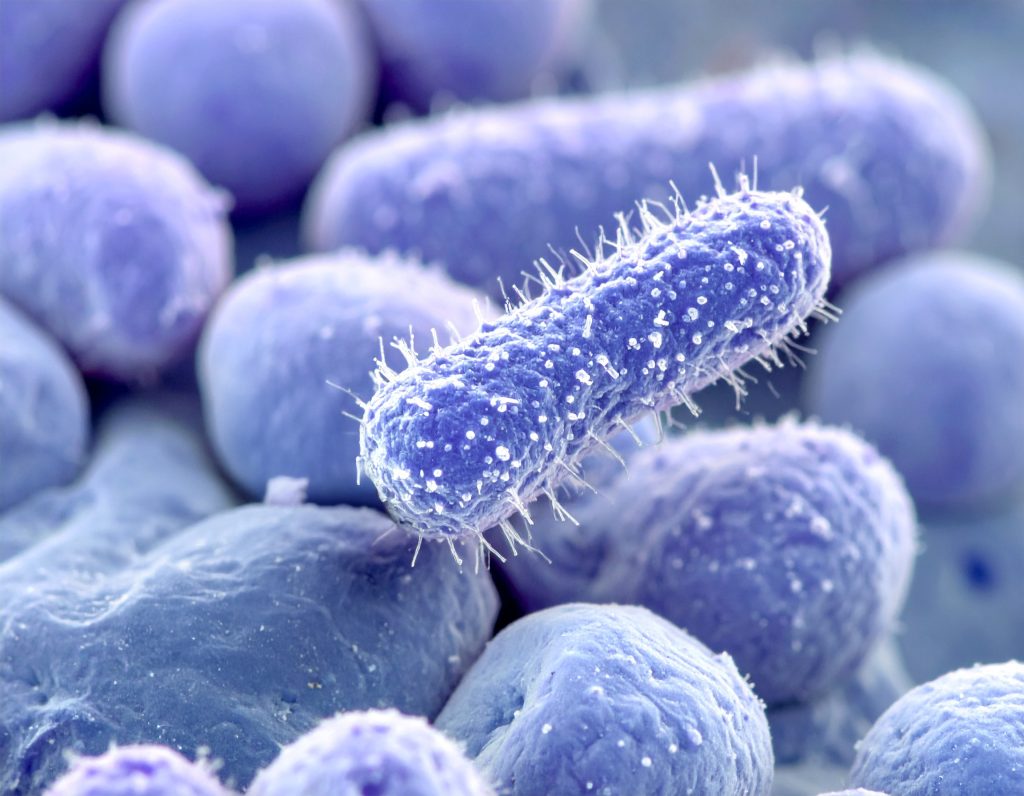 Klebsiella pneumoniae