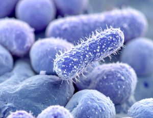 Klebsiella pneumoniae