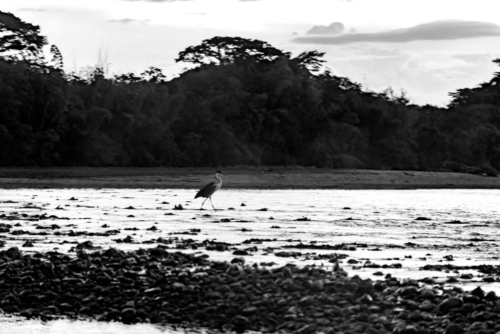 Garza azul en la Charca de Guarinocito
