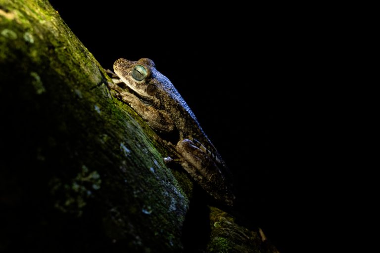 Boana platanera