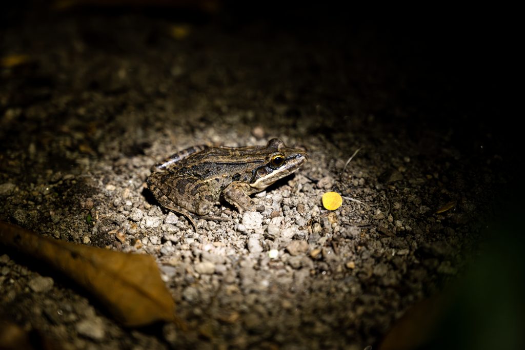 Leptodactylus