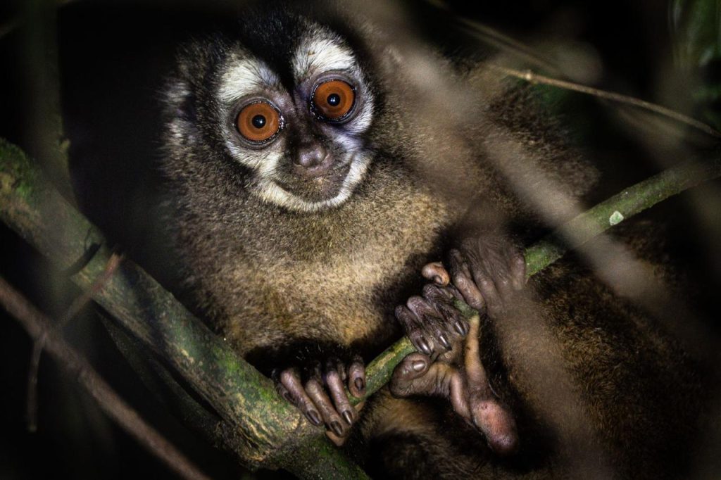 Los Aotus lemurinus, conocidos como monos nocturnos o mertejas, son los únicos primates activos durante la noche en el Eje Cafetero