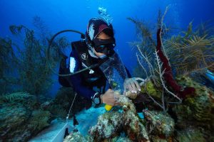 Foto cortesía Sea Flower Wise