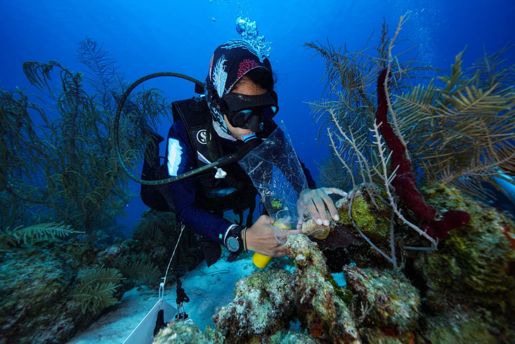 SeaFlower Wise y la corriente que une mundos 