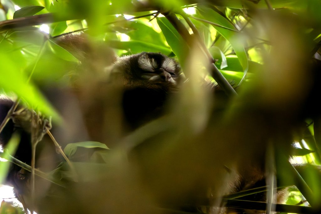 Los monos nocturnos duermen aproximadamente 17 horas al día durante las horas del día. Son los únicos primates en realidad nocturnos. Se refugian la mayor parte del día en huecos de árboles o vegetación densa para evitar depredadores y ahorrar energía. Foto por Alejandro Jiménez.