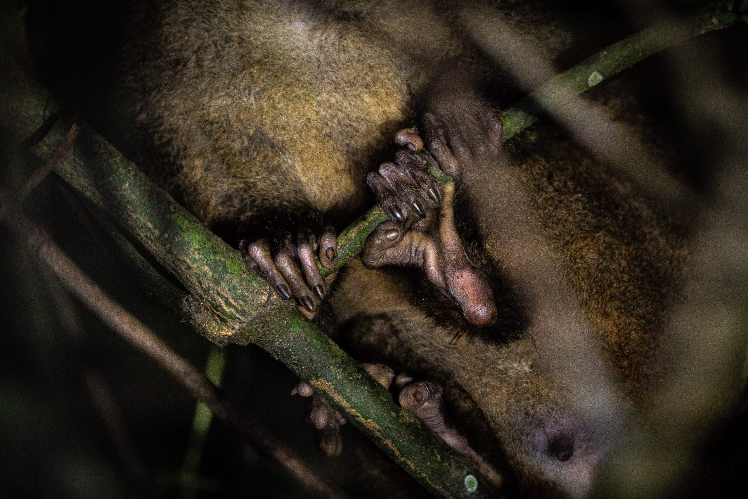 Los monos nocturnos proveen servicios ecosistémicos clave al actuar como dispersor de semillas, controlan plagas, son bioindicadores de salud de los bosques, cumplen un muy importante rol en la cadena trófica, y finalmente, representan la biodiversidad. Foto por Alejandro Jiménez.