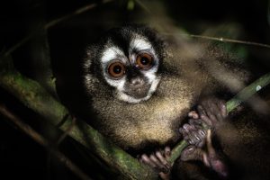 El mono nocturno (Aotus lemurinus) contribuye a la conservación del territorio ambiental de los alrededores de la Universidad de Manizales, por lo cual se ha convertido en un ícono para la formación de una cultura ambiental en la comunidad universitaria y su entorno. Foto por Alejandro Jiménez.