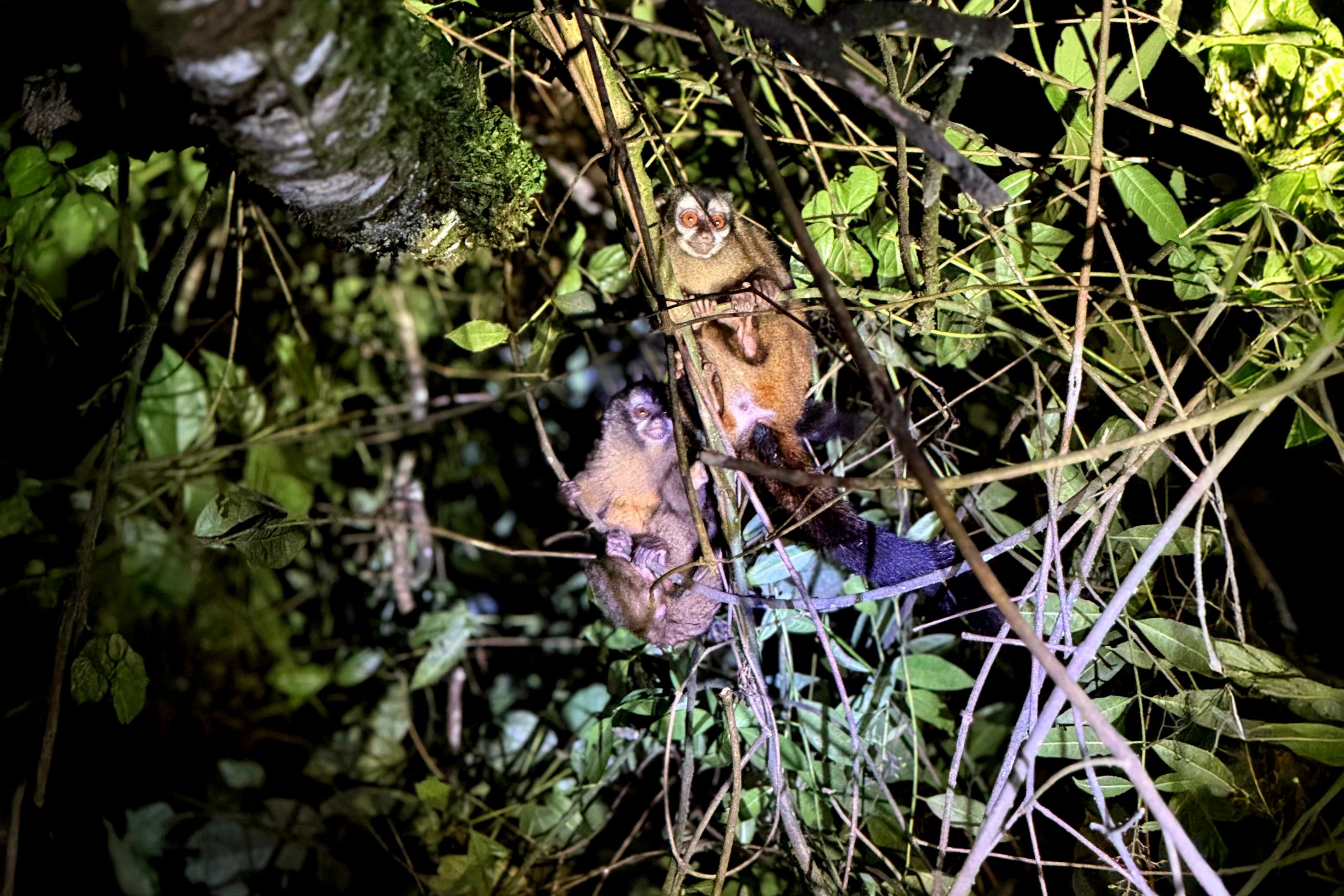Los monos nocturnos son monógamos, suelen descansar en grupos familiares. Su actividad se ajusta a la luz de la luna; son más activos durante las noches de luna llena y menos activos en noches cerradas. Sus grandes ojos están adaptados para cazar y poder moverse rápido en la oscuridad absoluta, aunque no tienen muy buena visión. Foto por Alejandro Jiménez.