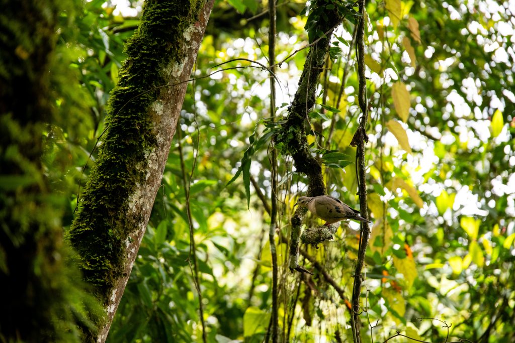Las aves son indicadores vivos del estado del ecosistema. En la Universidad de Manizales se han identificado más de 60 especies, lo que refleja un nivel importante de conservación en un entorno urbano.