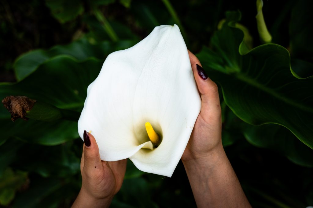La vegetación cumple un papel fundamental en el control de la erosión y la estabilidad del suelo. Este servicio ecosistémico fue priorizado con una calificación de 10 sobre 10 en importancia ecológica en estudios de valoración ambiental, lo que evidencia su papel en la prevención de deslizamientos en zonas de alta pendiente.