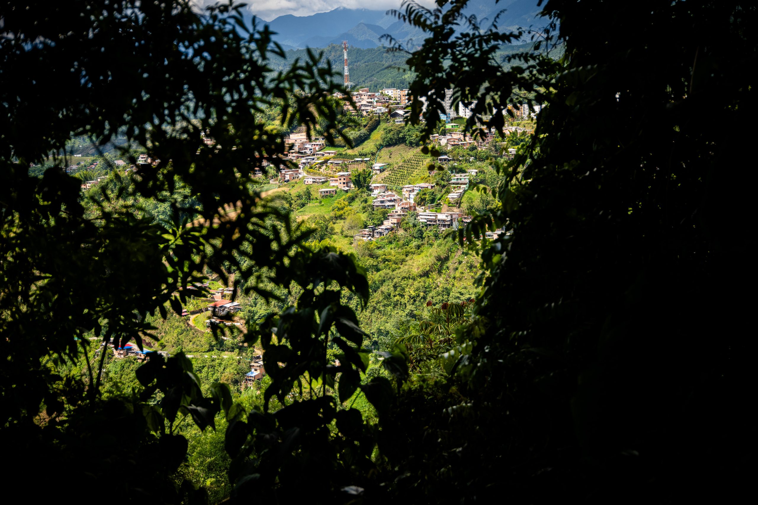 La riqueza silenciosa que esconden nuestros bosques