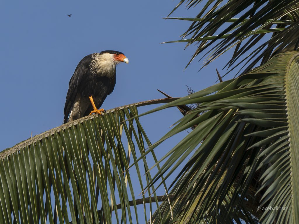 Delantero: Guaraguaco Común. Caracara plancus. Averapaz de pico distinguible de color naranja; se encuentra en áreas abiertas, camina frecuentemente en el suelo buscando pequeños animales vivos para alimentarse, también se percha en lugares elevados en busca de sus presas.