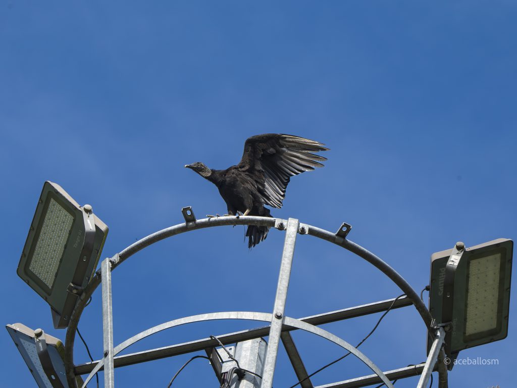 Director técnico: Gallinazo Común Machetornis rixosa Ave carroñera de tonos negros con su característica cabeza sin plumas. Es una especie abundante con una importante función ecológica al disponer de la materia orgánica en descomposición, se le ve volando de forma circular en grupos de varios individuos en días soleados.