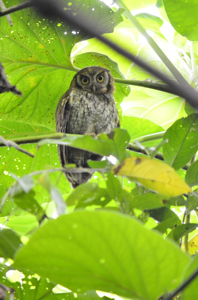 Arquero: Currucutú Común. Megascops choliba. Ave rapaz de hábitos nocturnos que prefiere el interior del bosque; la forma y ubicación de sus ojos le permite buscar mejor sus potenciales presas, se mueve en un vuelo silencioso que resulta eficaz a la hora de capturar su alimento.