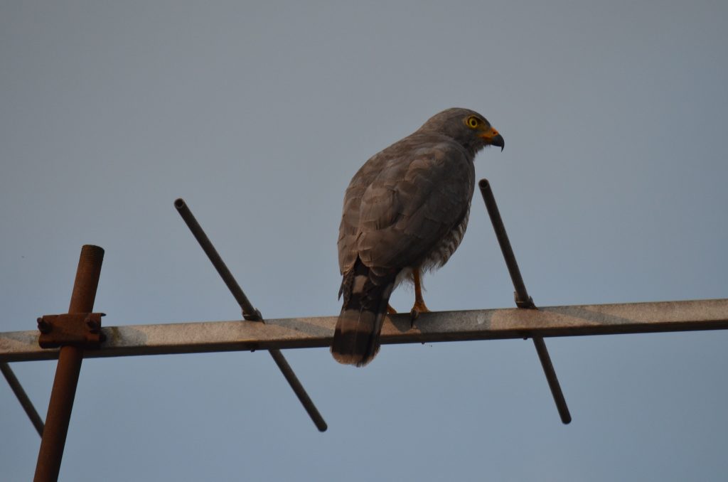 Central: Gavilán Caminero. Rupornis magnirostris. Especie de presencia silenciosa y mirada atenta, se posa en las partes altas de árboles y estructuras urbanas buscando su potencial alimento, en días calurosos se registra al vuelo mientras emite una clara y potente vocalización, que pone en alerta a aves de menor tamaño.