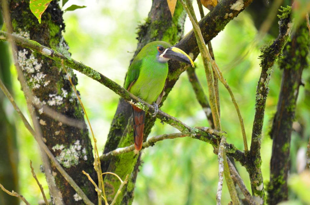 Central: Tucancito Esmeralda. Aulacorhynchus albivitta. Inconfundible por su pico de gran tamaño que funciona como una pinza para agarrar frutas, que son su principal alimento; el tono verde de su plumaje le permite moverse con sigilo en medio de bosque, hace sus nidos en el interior del tronco de los árboles.