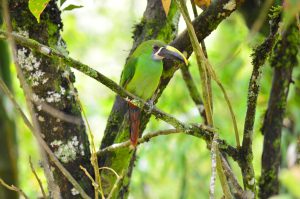 Central: Tucancito Esmeralda. Aulacorhynchus albivitta. Inconfundible por su pico de gran tamaño que funciona como una pinza para agarrar frutas, que son su principal alimento; el tono verde de su plumaje le permite moverse con sigilo en medio de bosque, hace sus nidos en el interior del tronco de los árboles.