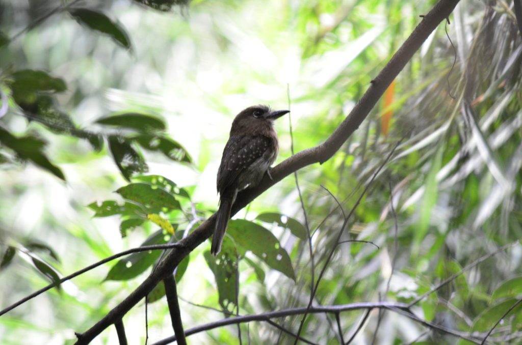 Punta izquierda: Bigotudo Canoso. Malacoptila mystacalis. Ave que puede pasar desapercibida en el bosque gracias a sus tonos marrones, sin embargo, es un buen cazador de insectos al vuelo, puede estar perchado en una rama sin moverse Y atento a lo que sucede a su alrededor, como la presencia de depredadores o su alimento.