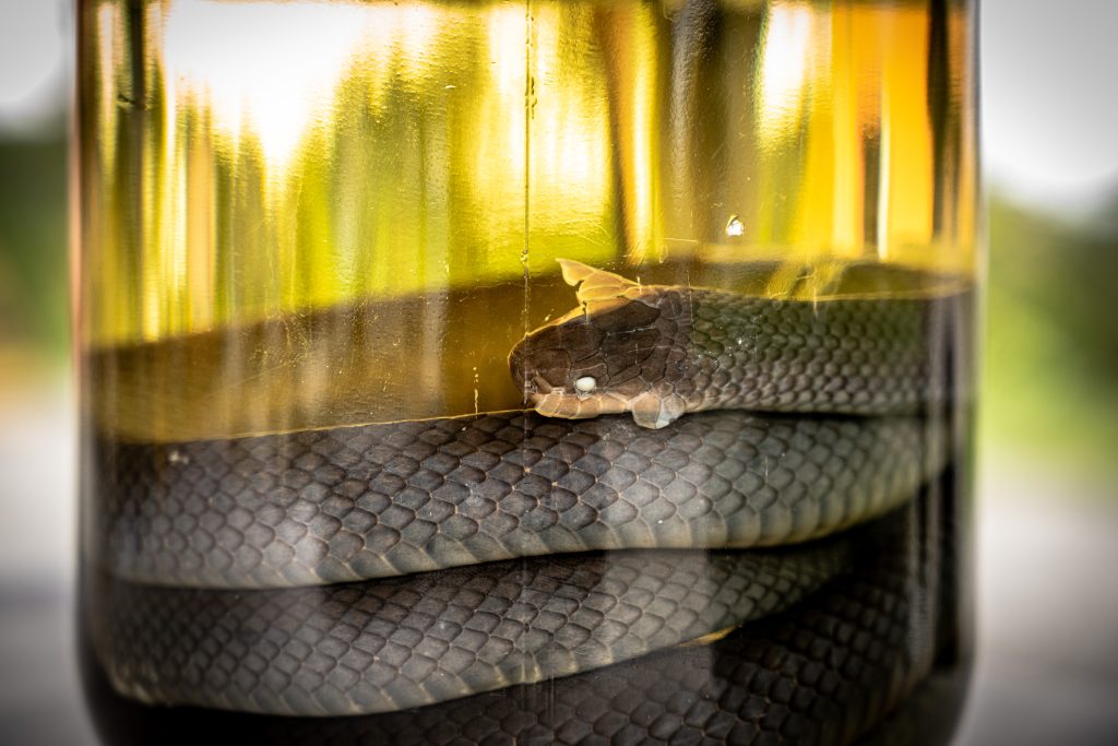 Gran serpiente ofiófaga (machos de hasta ≈ 1,8 m y hembras de hasta ≈ 2,6 m) que se alimenta de otras serpientes, incluidas víboras y corales (venenosas); posee inmunidad natural al veneno de las víboras y somete a sus presas por constricción. Es opistoglifa (colmillos posteriores) y su mordedura puede causar inflamación y hemorragia local. Los juveniles son rojos con la cabeza negra y un collar claro, parecidos a las corales, y los adultos son de color negro. Se distribuye desde el sur de México hasta el norte de Argentina. Clase: Reptilia- Orden: Squamata-Familia: Dipsadidae- Especie: Clelia clelia (Daudin, 1803)- Categoria: Preocupación Menor (LC). Foto por Alejandro Jiménez.