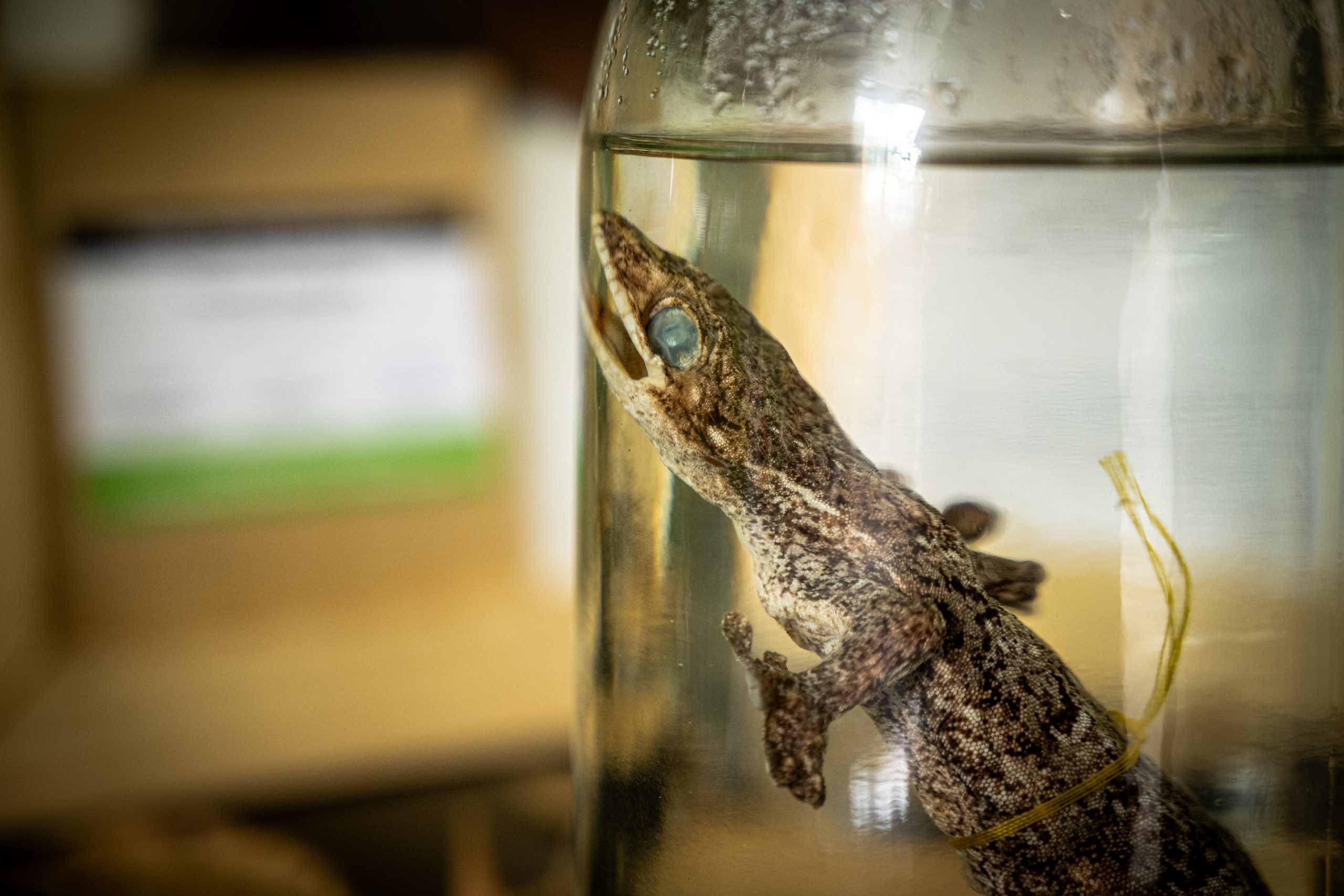 Geco de cola rugosa — Thecadactylus rapicauda (Cursiva) Uno de los geckos más grandes del Neotrópico (hasta ≈ 12 cm de longitud hocico-cloaca). Es nocturno y trepa troncos de palmas y árboles en bosques primarios y secundarios, aunque también ocupa construcciones humanas; emite chasquidos. Su cola engrosada (“nabo”) almacena grasa, se agita como señal de amenaza y puede desprenderse (autotomía) ante un depredador. En Risaralda se puede observar en el bosque húmedo tropical chocoano en Santa Cecilia, Pueblo Rico. Clase: Reptilia- Orden: Squamata-Familia: Phyllodactylidae-Especie: Thecadactylus rapicauda (Houttuyn, 1782) -Categoria: Preocupación Menor (LC). Foto por Alejandro Jiménez.