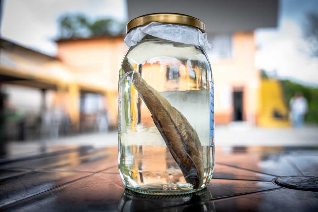 Bagre — Pimelodella grisea. Bagre pequeño (hasta ≈ 14 cm de longitud estándar) de los ríos del Pacífico de Colombia (incluido el San Juan) y Ecuador. Es de hábitos nocturnos: durante el día forma cardúmenes en pozas profundas y sombreadas de quebradas y ríos pequeños. Clase: Actinopterygii- Orden: Siluriformes-Familia: Heptapteridae- Especie: Pimelodella grisea (Regan, 1903)- Categoria: Preocupación Menor (LC). Foto por Alejandro Jiménez.
