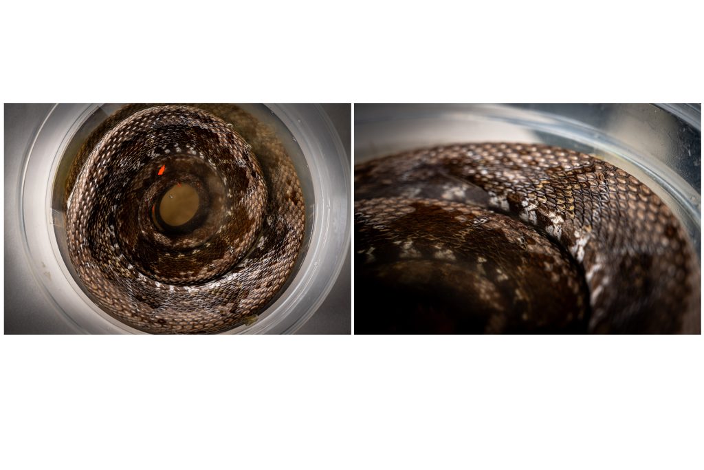 Tabaquilla — Tropidophis boulengeri (Cursiva) Nuevo registro para Risaralda, hallada en el municipio de Pueblo Rico en 2023. Pequeña boa del Chocó biogeográfico (desde el este de Panamá, por el occidente de Colombia, hasta el noroccidente de Ecuador); los adultos miden cerca de 35 centímetros, con cuerpo robusto, cola muy corta y escamas como “pestañas” sobre los ojos (en inglés, northern eyelash boa). Es nocturna, de hábitos semiacuáticos y embosca peces, ranas y renacuajos. La deforestación y la captura para el comercio ilegal figuran entre sus amenazas. Clase: Reptilia- Orden: Squamata-Familia: Tropidophiidae- Especie: Tropidophis boulengeri (Peracca, 1910)- Categoria: Preocupación Menor (LC). Foto por Alejandro Jiménez.